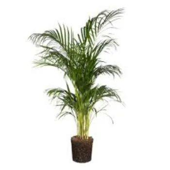 Natural Areca Palm Plant